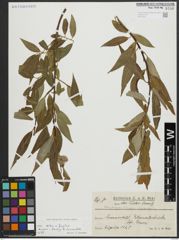 Foto von Salix alba L. x Salix fragilis L.